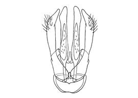   Osmia rufina  male, diagram showing dorsal view of genitalia, diagram modified from Wu 2006 

